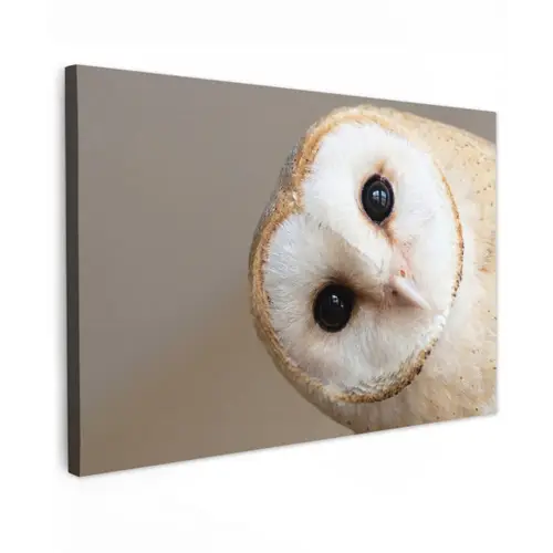 Uil - Bruin - Wit canvas 2cm klein -z3d