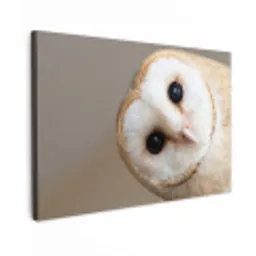 Uil - Bruin - Wit canvas 2cm klein -z3d