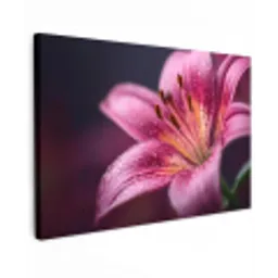 Roze - lelie - Dauwdruppels canvas 2cm klein -z3d