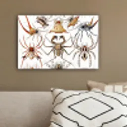 Retro - Spin - Ernst Haeckel - Spinnen canvas 2cm klein -sfeer3
