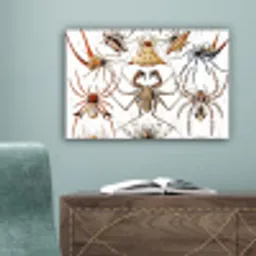 Retro - Spin - Ernst Haeckel - Spinnen canvas 2cm klein -sfeer4
