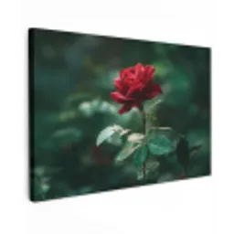 Roos - Bladeren - Dieprood canvas 2cm klein -z3d