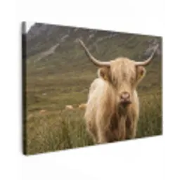 Schotse hooglander - Bergen - Grasveld canvas 2cm klein -z3d