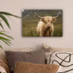 Schotse hooglander - Bergen - Grasveld canvas 2cm klein -sfeer1
