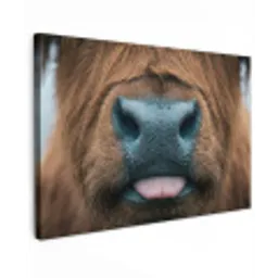 Schotse hooglander - Neus - Bruin canvas 2cm klein -z3d