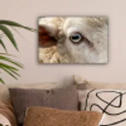 Schaap - Oog - Wit canvas 2cm klein -sfeer1