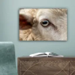 Schaap - Oog - Wit canvas 2cm klein -sfeer4