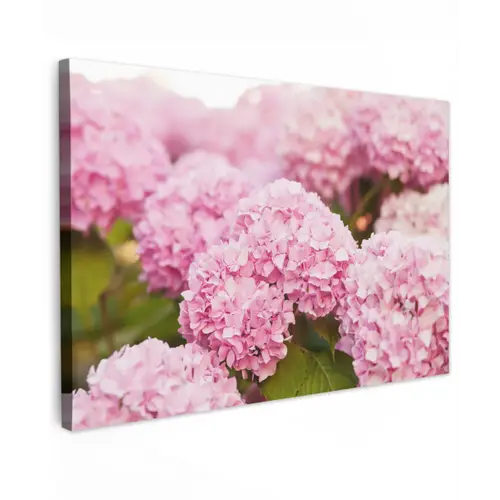 Struik - Bloemen - Roze - Hortensia canvas 2cm klein -z3d