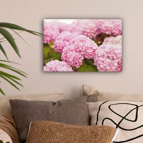Struik - Bloemen - Roze - Hortensia canvas 2cm klein -sfeer1