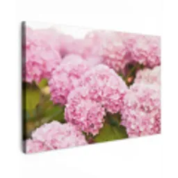 Struik - Bloemen - Roze - Hortensia canvas 2cm klein -z3d
