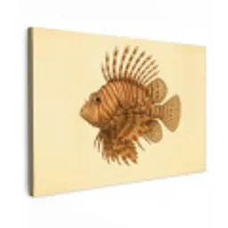 Strepen - Vis - Rond - Stekels canvas 2cm klein -z3d