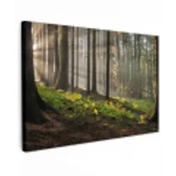 Zon - Takken - Bomen - Bos - Natuur canvas 2cm klein -z3d