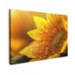 Zonnebloem - Dauwdruppels - Geel - Zonlicht canvas 2cm klein -z3d