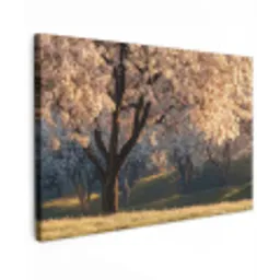 Bomen - Bloesem - Lente canvas 2cm klein -z3d