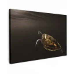Schildpad - Zwart - Goud canvas 2cm klein -z3d