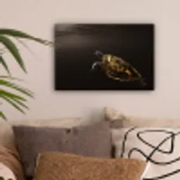 Schildpad - Zwart - Goud canvas 2cm klein -sfeer1