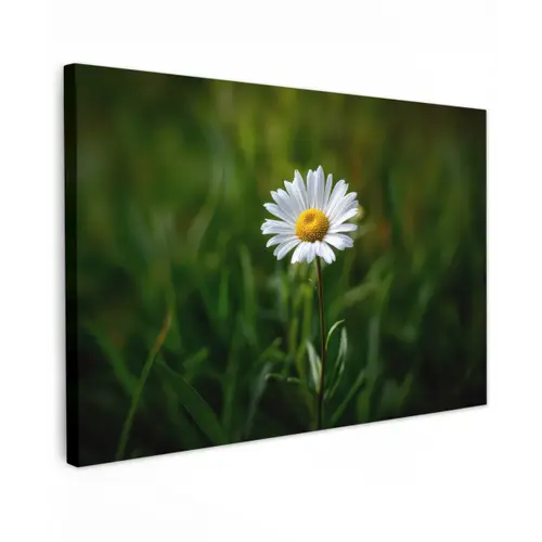 Wit - Madeliefje - Bloem - Gras canvas 2cm klein -z3d