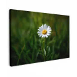 Wit - Madeliefje - Bloem - Gras canvas 2cm klein -z3d