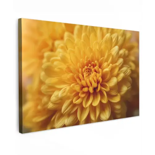 Geel - Chrysant - Zachtheid canvas 2cm klein -z3d