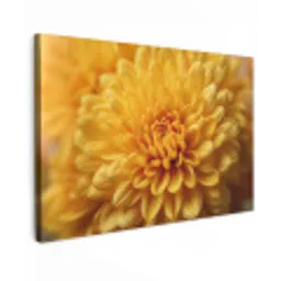 Geel - Chrysant - Zachtheid canvas 2cm klein -z3d