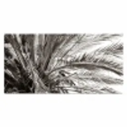 palmboom-tropisch-zwart-wit Muismat XXL klein -3d_leeg