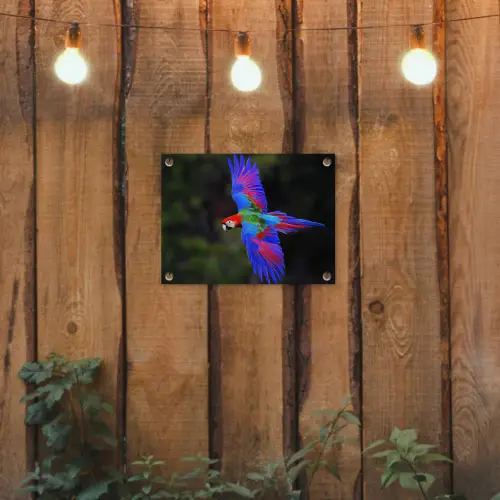 Felgekleurd - Papegaai - Bos - Vleugels tuinposter los doek klein -sfeer1