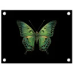 Vlinder - Groen - Diepte tuinposter los doek klein -3d
