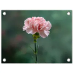 Anjer - Roze - Bloemblaadjes tuinposter los doek klein -3d
