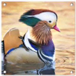Close-up mandarijneend tuinposter los doek klein -3d