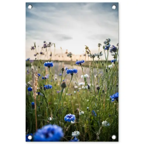 Korenbloemen bij zonsondergang tuinposter los doek klein -3d