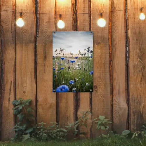 Korenbloemen bij zonsondergang tuinposter los doek klein -sfeer1