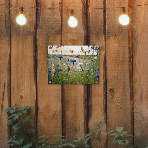 Korenbloemen in het avondlicht tuinposter los doek klein -sfeer1