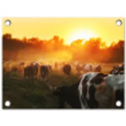 Koeien bij Zonsondergang tuinposter los doek klein -3d