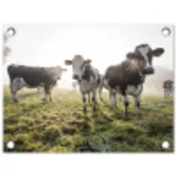 Koeien - Licht - Gras - Dieren tuinposter los doek klein -3d