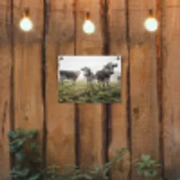 Koeien - Licht - Gras - Dieren tuinposter los doek klein -sfeer1