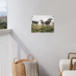 Koeien - Licht - Gras - Dieren tuinposter los doek klein -sfeer8