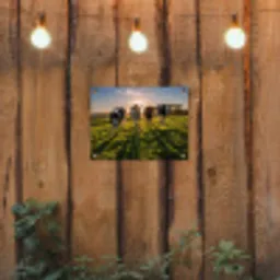 Koeien - Zon - Gras - Dieren - Boerderij tuinposter los doek klein -sfeer1