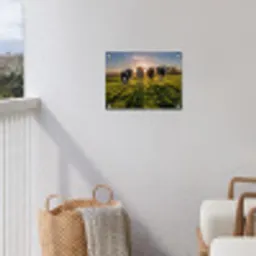 Koeien - Zon - Gras - Dieren - Boerderij tuinposter los doek klein -sfeer8