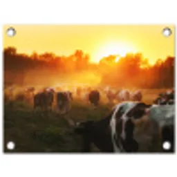 Koeien - Zonsondergang - Weiland - Dieren tuinposter los doek klein -3d