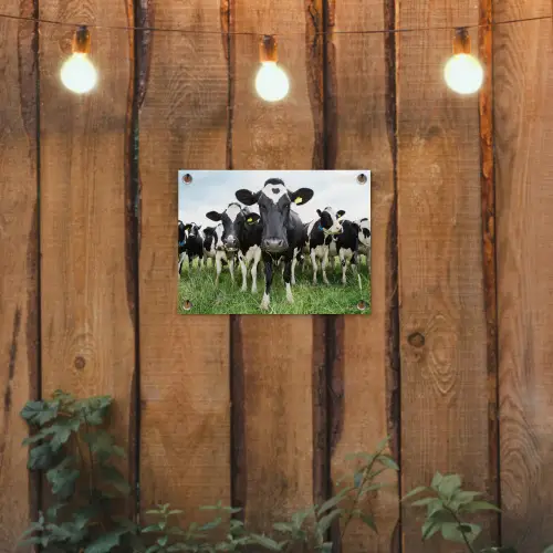 Nieuwsgierige koeien tuinposter los doek klein -sfeer1