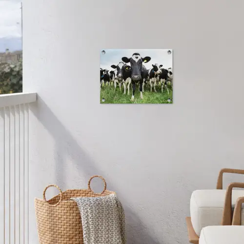Nieuwsgierige koeien tuinposter los doek klein -sfeer8