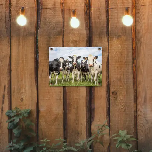 Nieuwsgierige koeien in de wei tuinposter los doek klein -sfeer1