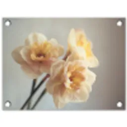 Narcissen - Geel - Bloemblaadjes tuinposter los doek klein -3d