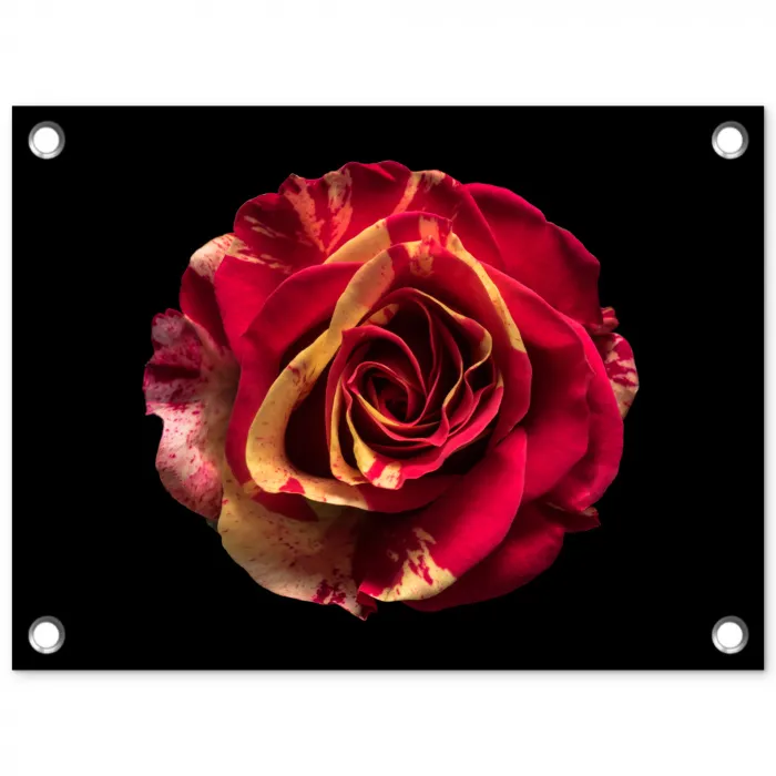 Bloem - Roos - Rood - Zwart tuinposter los doek klein -3d