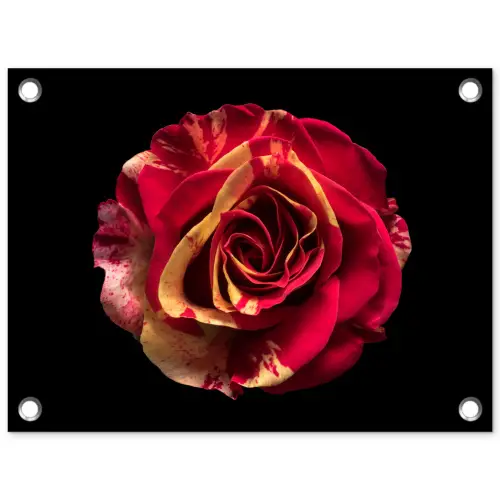 Bloem - Roos - Rood - Zwart tuinposter los doek klein -3d