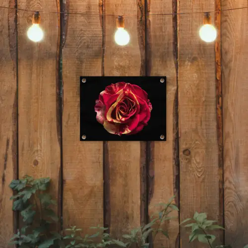 Bloem - Roos - Rood - Zwart tuinposter los doek klein -sfeer1
