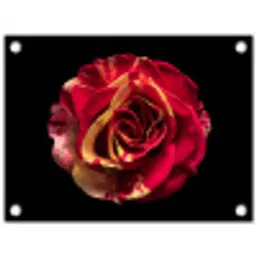 Bloem - Roos - Rood - Zwart tuinposter los doek klein -3d