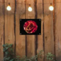 Bloem - Roos - Rood - Zwart tuinposter los doek klein -sfeer1