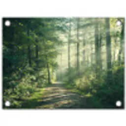 Bos - Pad - Zon - Bomen - Groen - Natuur tuinposter los doek klein -3d