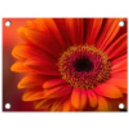 Oranje - Gerbera - Intens tuinposter los doek klein -3d